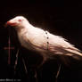 God's rejection No. 8: Albino crow
