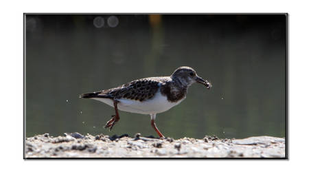 bird with feed