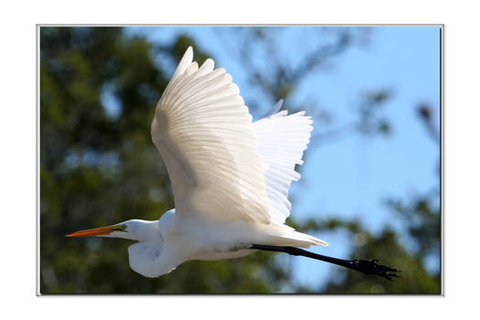 inflight Egret