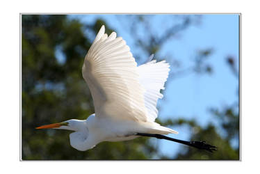 Egret inflight