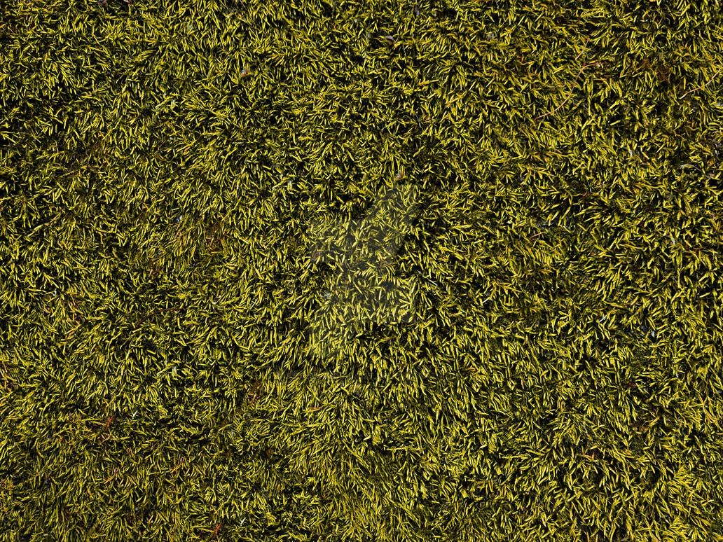 Moss Texture After by passionatedeviant on DeviantArt