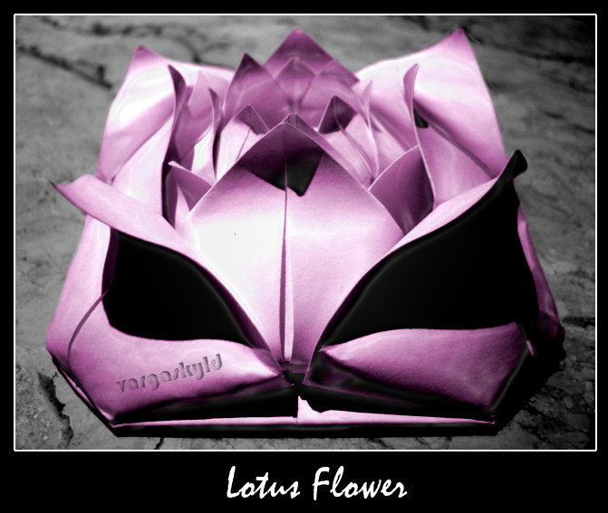 Lotus Flower II