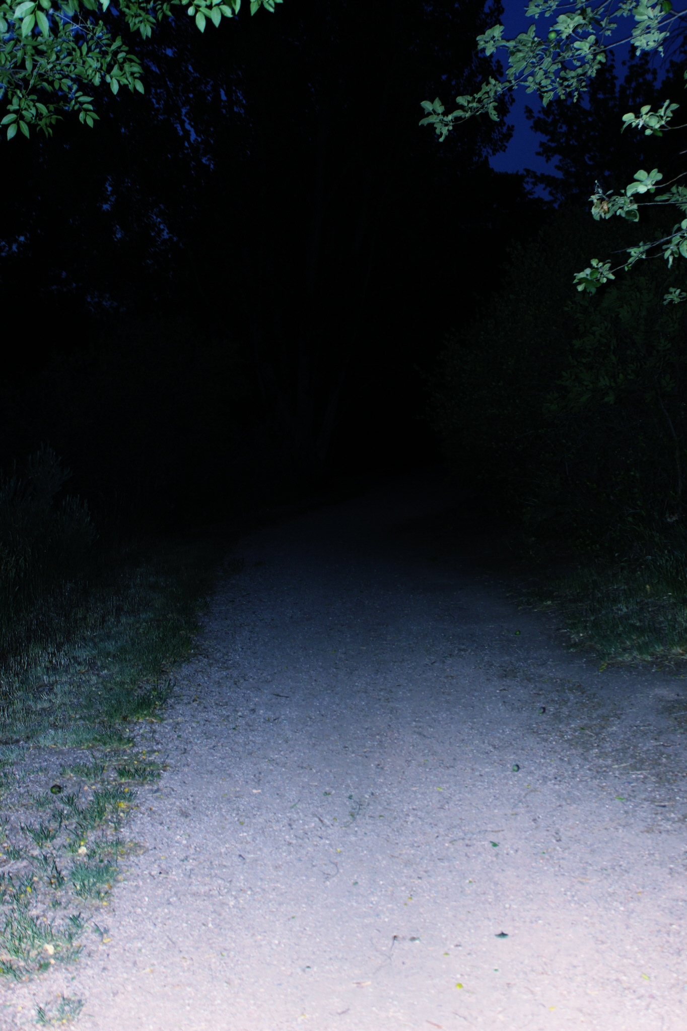 Midnight path