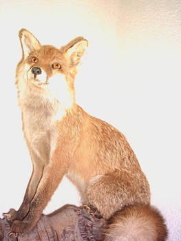 Random - Fox