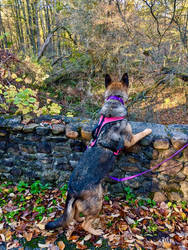 A Quiet Autumn Walk