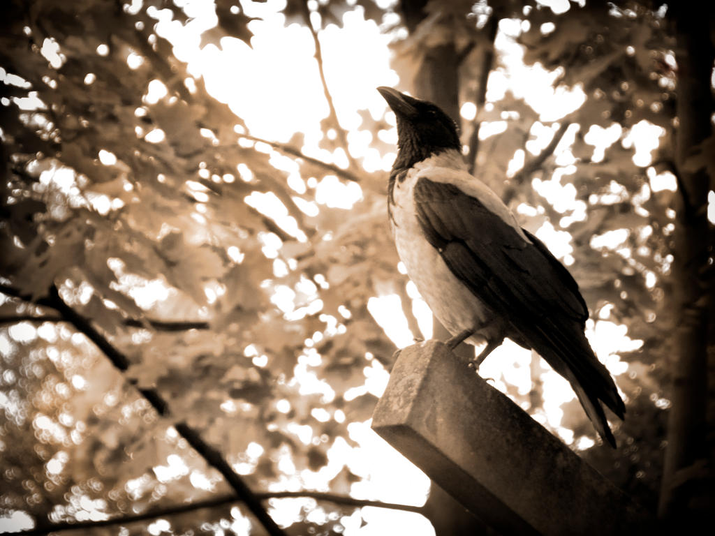 Hooded crow