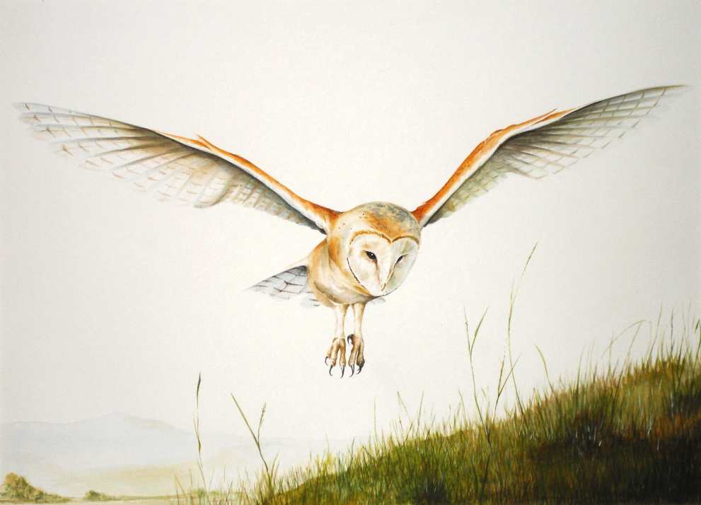 Barn Owl - Arran