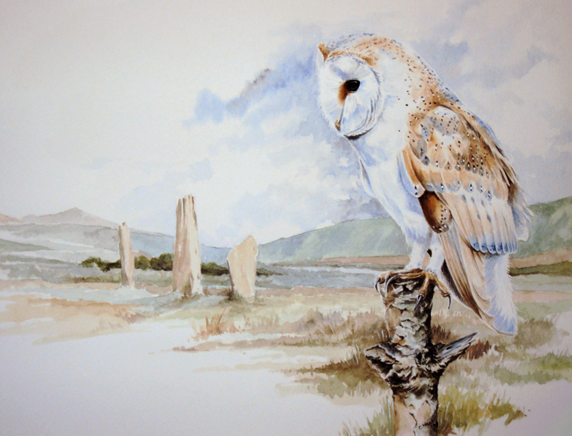 Barn Owl - The Stones, Arran