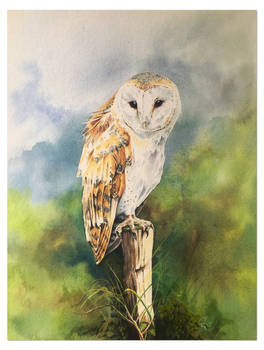 Barn Owl