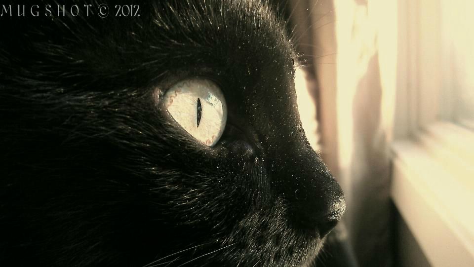 .:Feline eye closeup:.