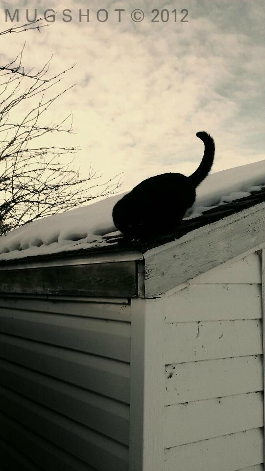 .:Get off the shed!:.