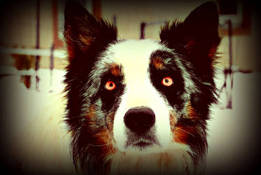 Border Collie edit: **VIDEO INCLUDED!**