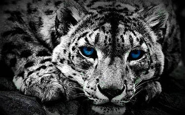 Snow Leopard edit. **Video included!**