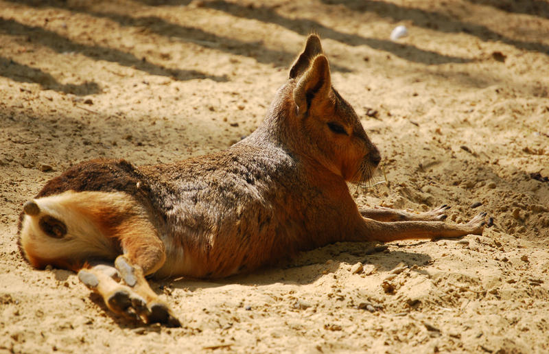 what a strange rabbit..?? by Imagimax on DeviantArt