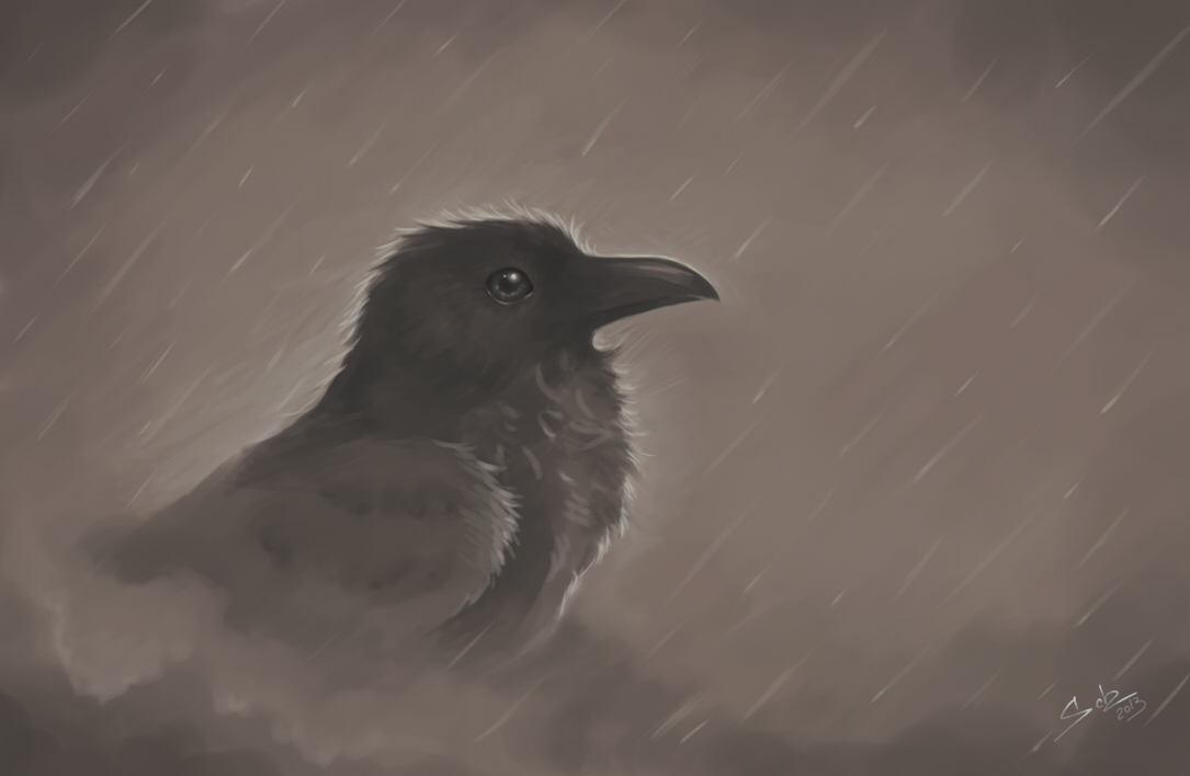 Rainy raven