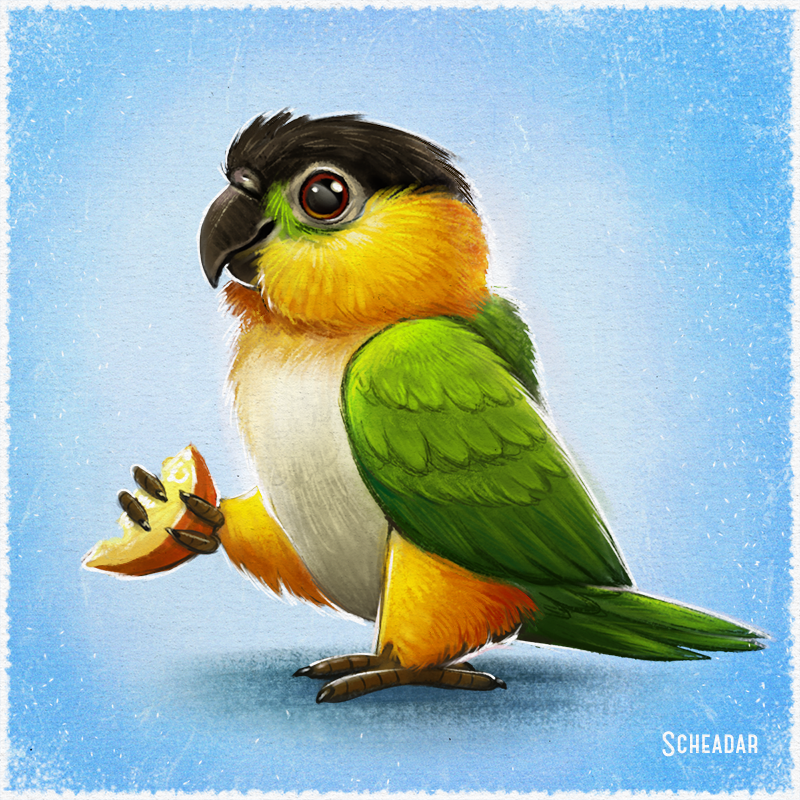 Caique.