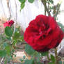 Red rose