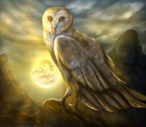 Barn Owl