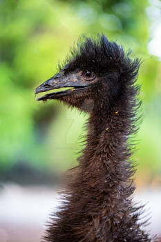 Ostrich...