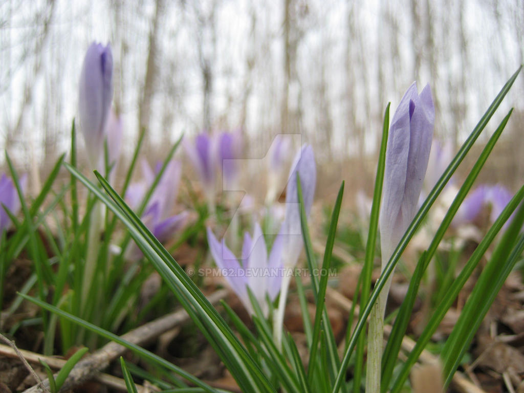 Springtime In The Woods The primroses spring in the woods by spm62 on DeviantArt