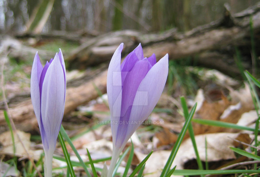 The primroses spring in the woods by spm62 on DeviantArt