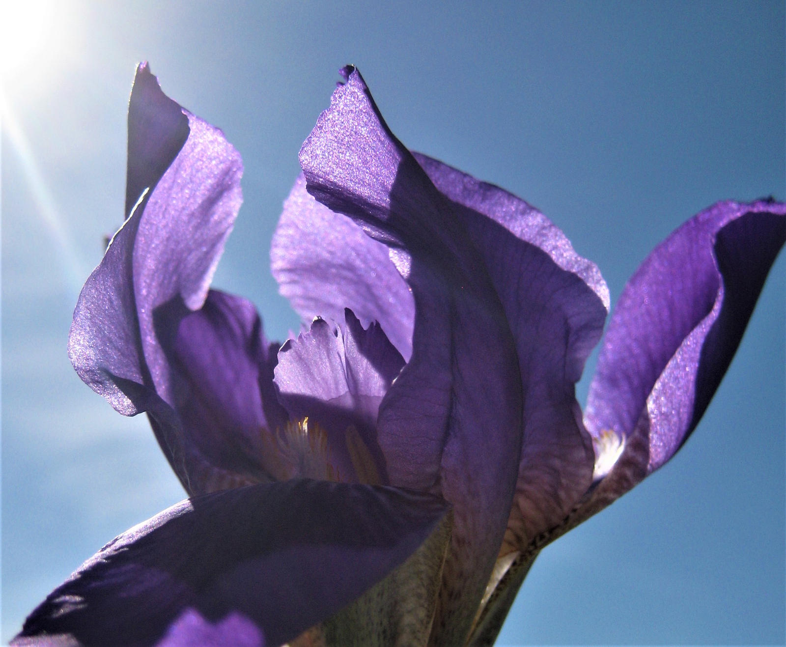 The sun entangled in the petals of the Iris