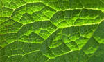 green leaf background by spm62