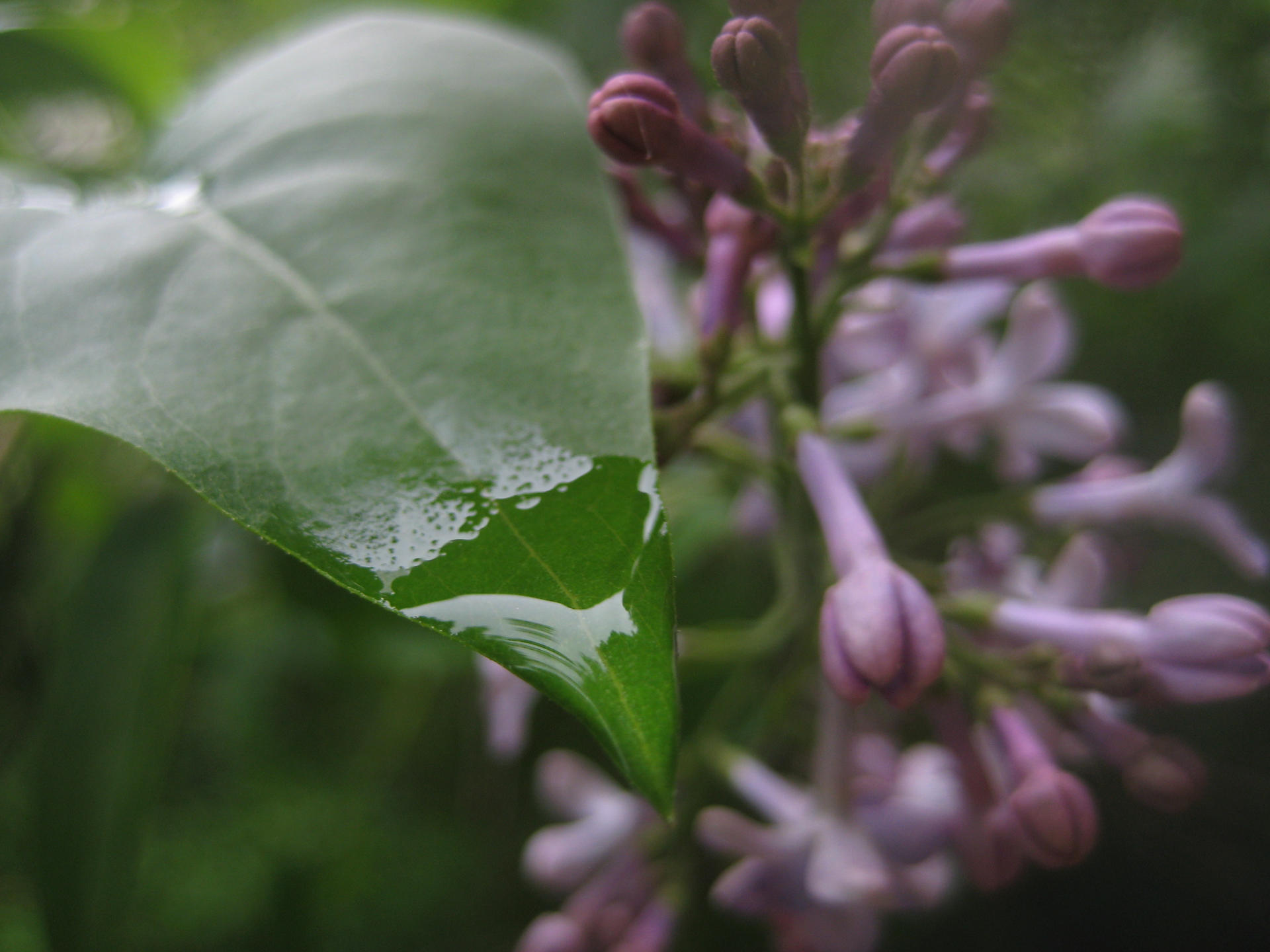 Spring Into Freshness spring freshness by spm62 on DeviantArt