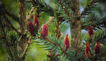 spruce blossom by spm62