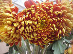 chrysanthemum by spm62