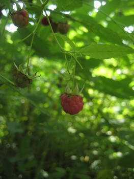 red raspberry berry