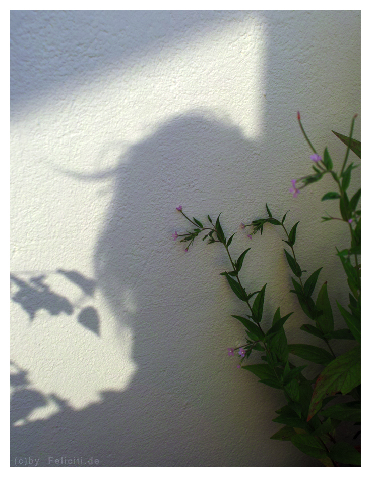 shadows on the wall...