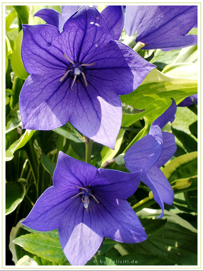 blue purple bells...