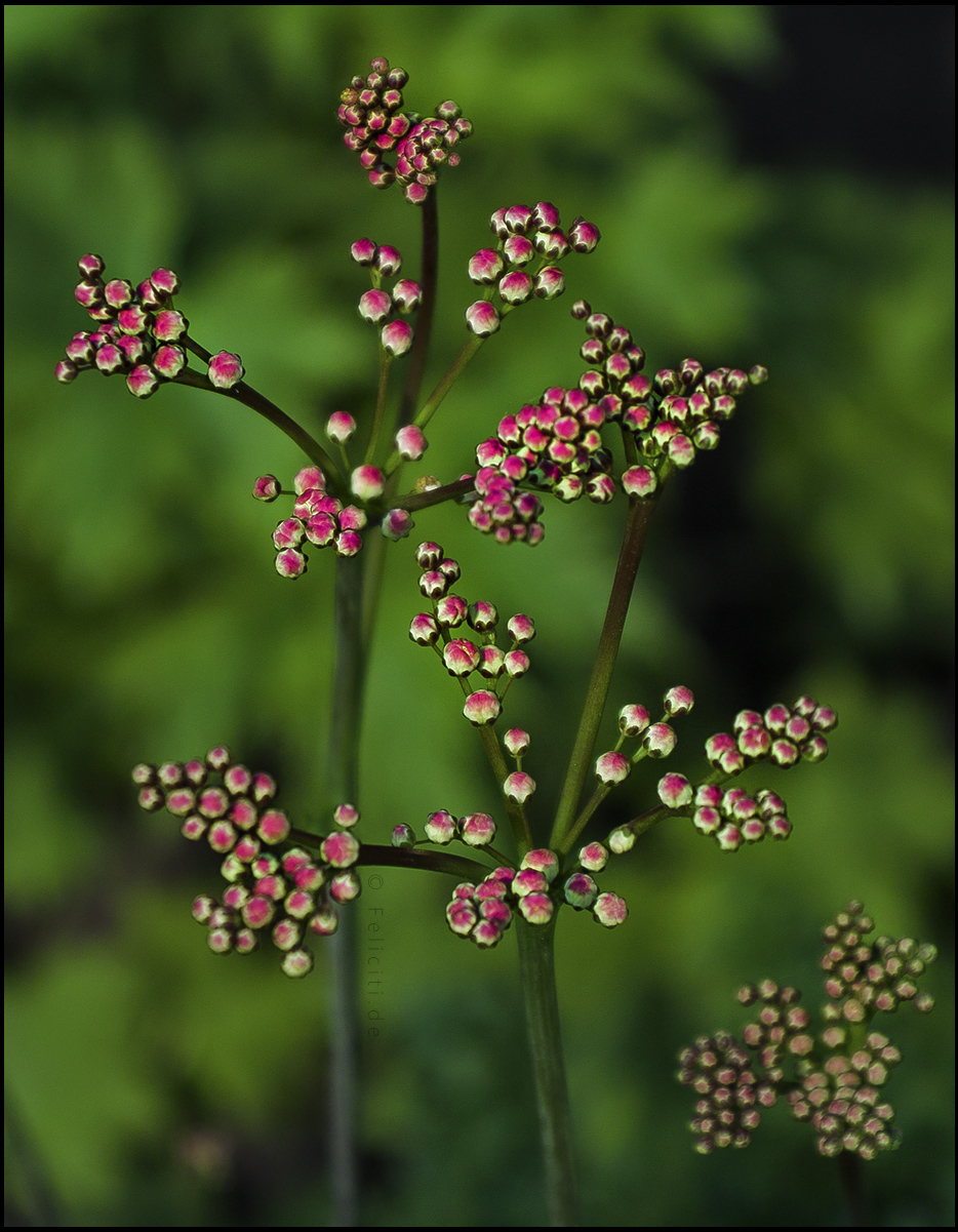 natural fractal blossom...