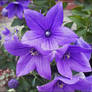 purple star...