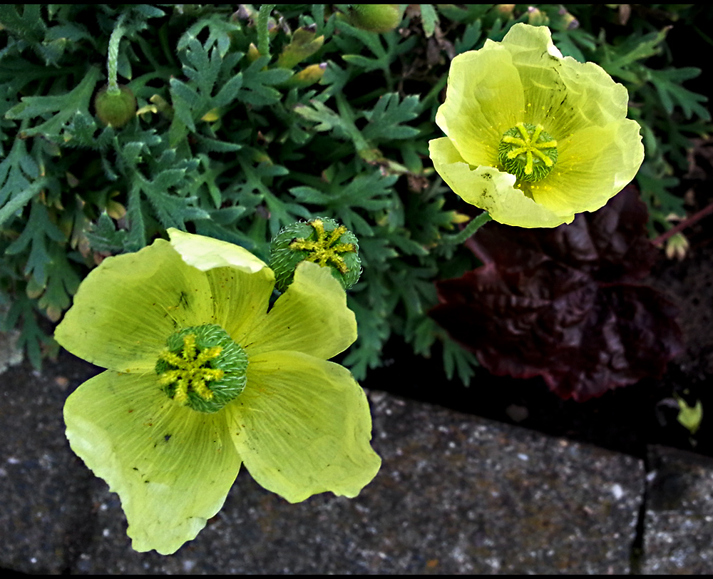 gentle poppy...