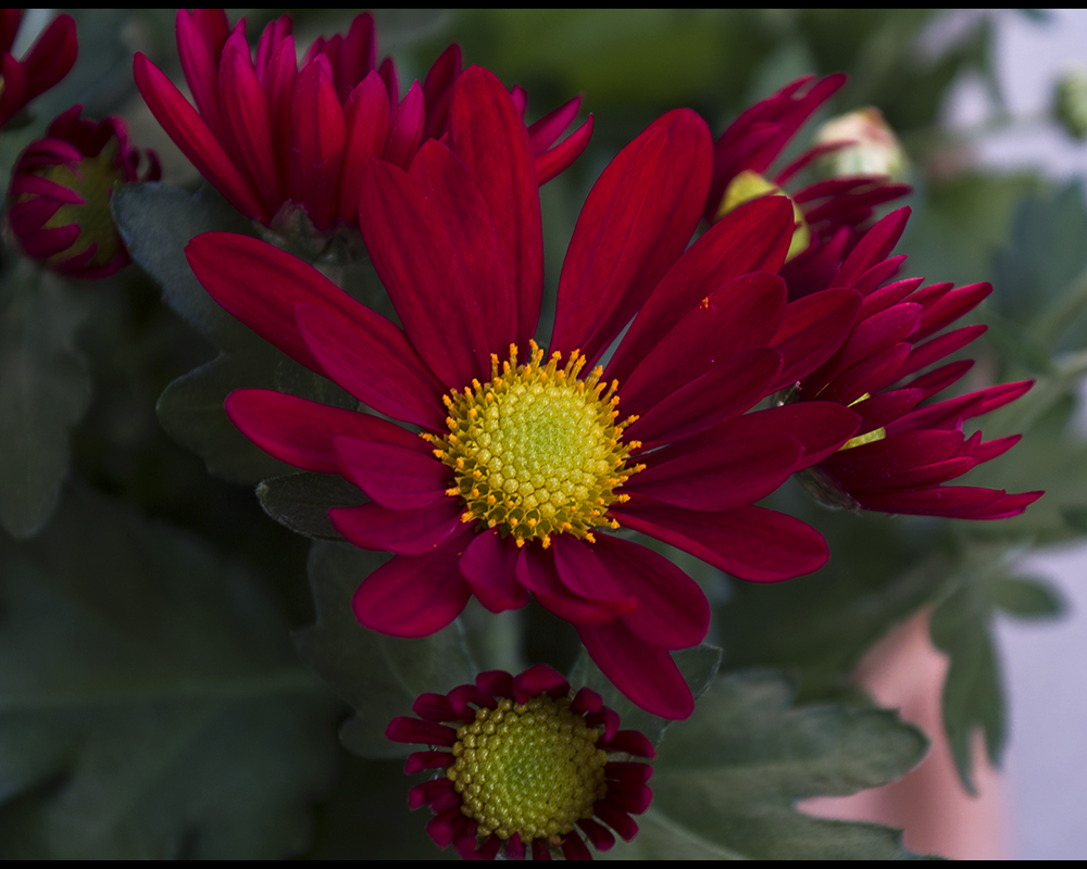 Red... by FeliFee