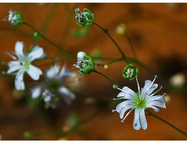 Delicate White...