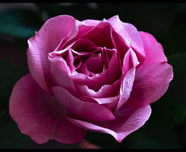 Pretty Pink Rose...