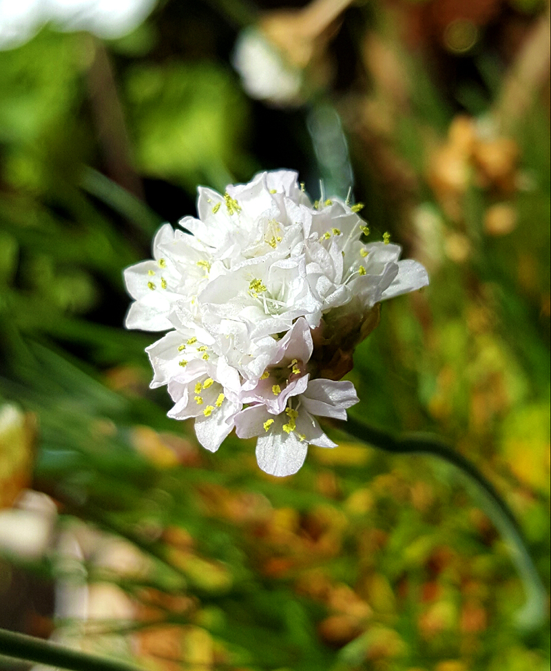 Bouquet de Fleurs...