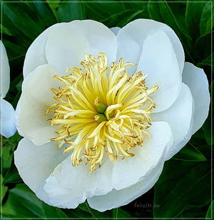 Peony...