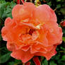 Peachy Rose...