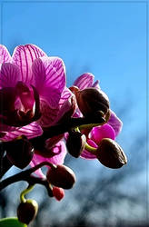 My Orchid...