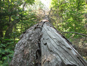 fallen tree 1