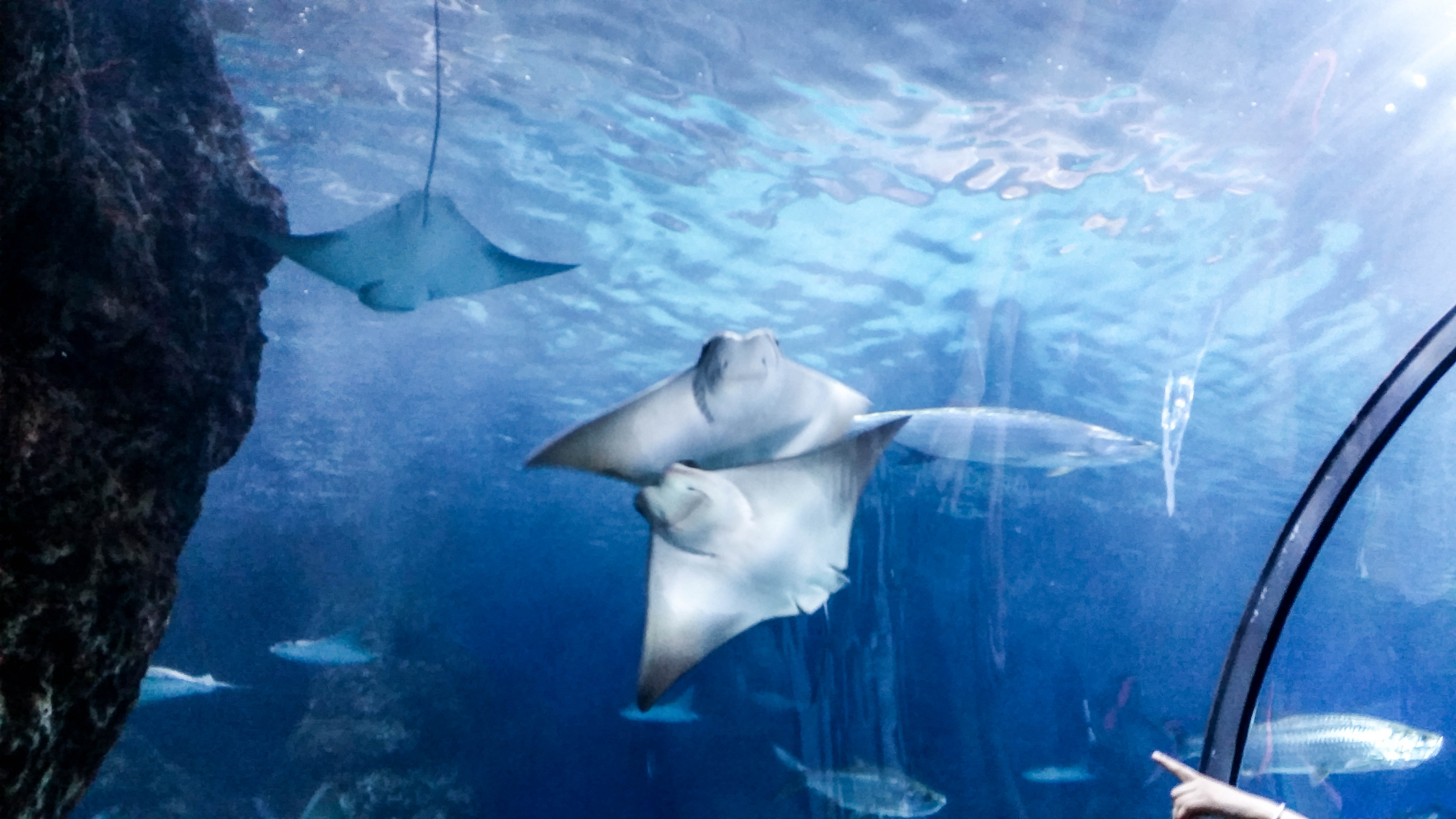 Stingrays at the Denver Aquarium