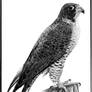 Peregrine Falcon