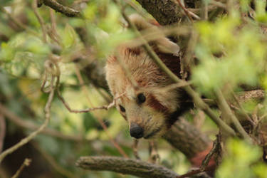 Red Panda