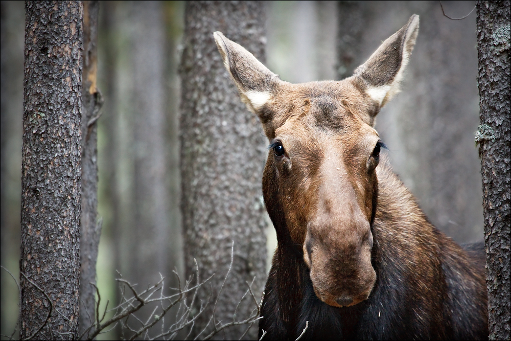 Mama Moose