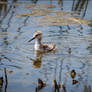 Baby Avocet