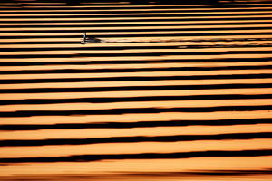 Grebe at Sunset